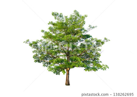 Green tree isolated on transparent background with clipping path, single tree with clipping path and alpha channel. are Forest and foliage in summer for both printing and web pages. 138262695