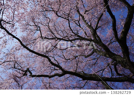 A fully bloomed "Edohigan cherry tree": A giant tree located in Kodanaka, Tsuyama City, Okayama Prefecture. A fully bloomed "Edohigan cherry tree": A giant tree located in Kodanaka, Tsuyama City, Okayama Prefecture. 138262729