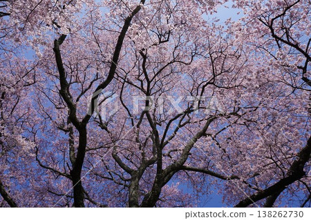 A fully bloomed "Edohigan cherry tree": A giant tree located in Kodanaka, Tsuyama City, Okayama Prefecture. 138262730