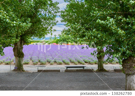 薰衣草田 138262780