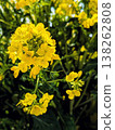 油菜花特寫—栃木縣的春天 138262808