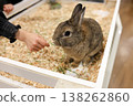 Rabbit  138262860