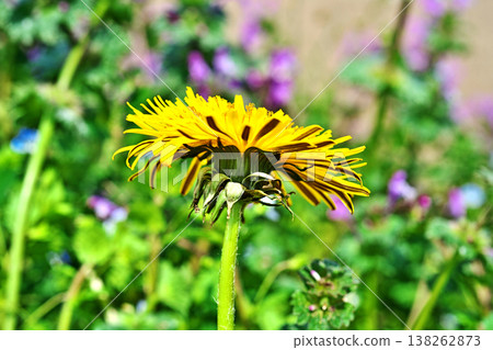 Yellow dandelion flower (spring, March) Yellow dandelion flower (spring, March) 138262873