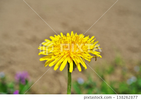 黃色蒲公英花（春季，三月） 138262877