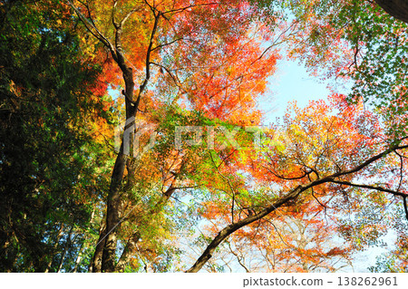 Mizusawa's Maple Valley Mizusawa's Maple Valley 138262961