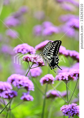 Spring image (Swallowtail butterfly / spring image) Spring image (Swallowtail butterfly / spring image) 138263010