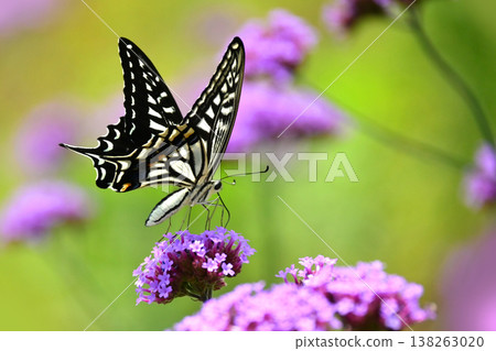 Spring image (Swallowtail butterfly / spring image) Spring image (Swallowtail butterfly / spring image) 138263020