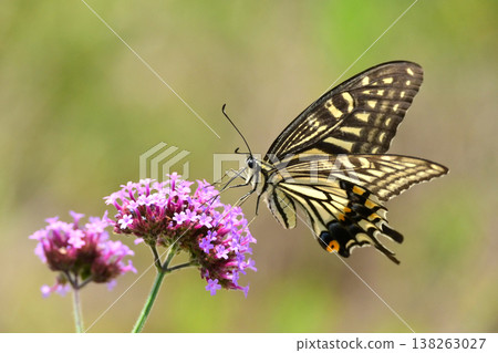 Spring image (Swallowtail butterfly / spring image) Spring image (Swallowtail butterfly / spring image) 138263027