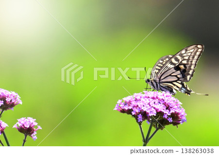 Spring image (Swallowtail butterfly / spring image) Spring image (Swallowtail butterfly / spring image) 138263038
