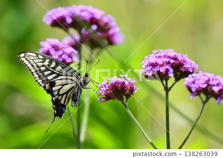 Spring image (Swallowtail butterfly / spring image) Spring image (Swallowtail butterfly / spring image) 138263039