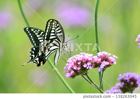 Spring image (Swallowtail butterfly / spring image) Spring image (Swallowtail butterfly / spring image) 138263045