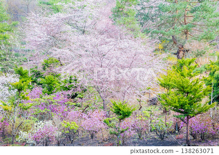 Cherry Blossoms Cherry Blossoms 138263071