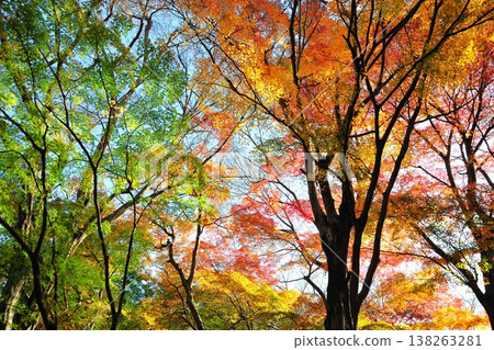 Mizusawa's Maple Valley Mizusawa's Maple Valley 138263281