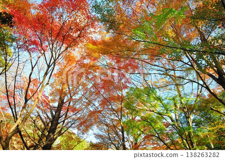 Mizusawa's Maple Valley 138263282