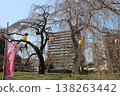 Tsutsujigaoka Park, Miyagino Ward, Sendai City, awaits the blooming of cherry blossoms. Tsutsujigaoka Park, Miyagino Ward, Sendai City, awaits the blooming of cherry blossoms. 138263442