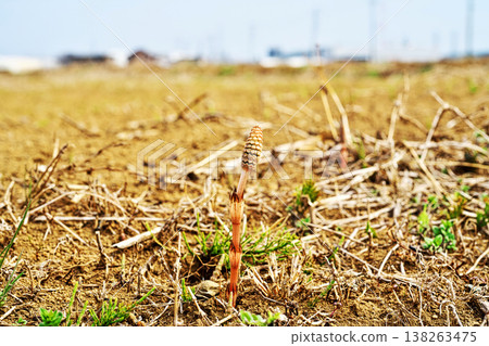 Horsetails sprouting in the rice paddy (Spring, March) Horsetails sprouting in the rice paddy (Spring, March) 138263475