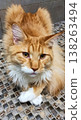 A beautiful ginger cat lies calmly with its front paws folded in front of itself. 138263494