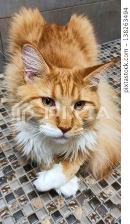 A beautiful ginger cat lies calmly with its front paws folded in front of itself. A beautiful ginger cat lies calmly with its front paws folded in front of itself. 138263494