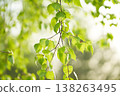 Green birch leaves. Natural background. Nature.               138263495