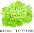 Peony flower  on white isolated background with clipping path. Closeup. For design. Nature. 138263496