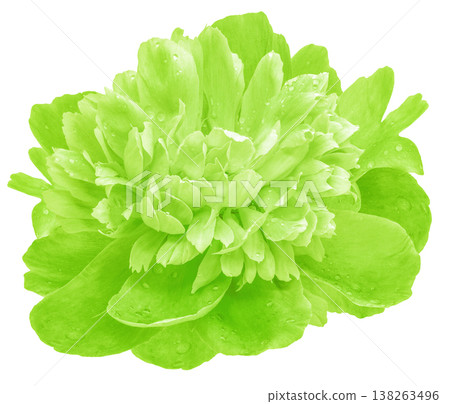Peony flower  on white isolated background with clipping path. Closeup. For design. Nature. 138263496