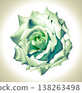 Rose flower  on  isolated background with clipping path. Closeup. For design.   Nature. 138263498