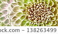Dahlia flower. Floral  background. Macro.   Nature. 138263499