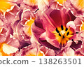 Tulip flower pink.. Floral spring background.  Close-up. Nature. 138263501