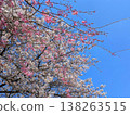 粉紅白相間的櫻花、湛藍的天空和春日美景－栃木縣 138263515