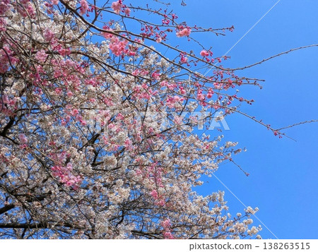 粉紅白相間的櫻花、湛藍的天空和春日美景-栃木縣 粉紅白相間的櫻花、湛藍的天空和春日美景-栃木縣 138263515