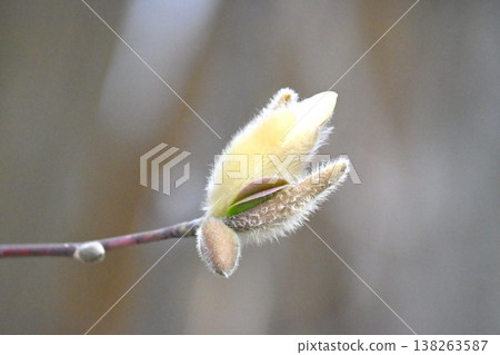 Magnolia before it blooms Magnolia before it blooms 138263587