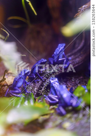 Blue Poison Dart Frogs in Tropical Rainforest Terrarium 138263644