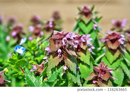 抱莖野芝麻(Lamium amplexicaule)的粉紅色花朵(春季,3月) 抱莖野芝麻(Lamium amplexicaule)的粉紅色花朵(春季,3月) 138263665
