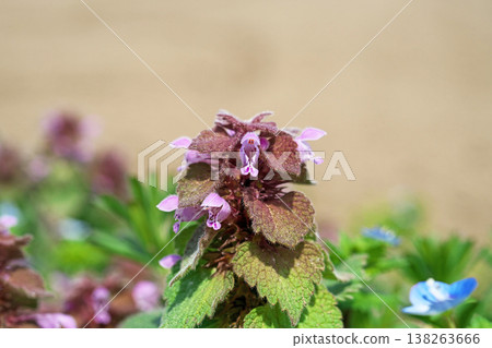 抱莖野芝麻(Lamium amplexicaule)的粉紅色花朵(春季,3月) 抱莖野芝麻(Lamium amplexicaule)的粉紅色花朵(春季,3月) 138263666