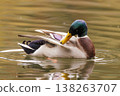 Colorful male duck grooming itself gracefully in a tranquil pond during early morning light 138263707