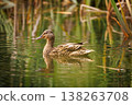 Majestic duck swimming peacefully in a serene pond surrounded by lush greenery 138263708