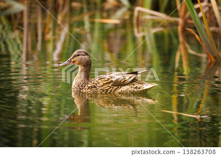 Majestic duck swimming peacefully in a serene pond surrounded by lush greenery 138263708