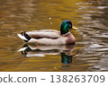Mallard duck gracefully gliding across a tranquil pond surrounded by autumn foliage 138263709