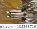 Bright green-headed duck gliding smoothly on serene autumn pond in soft golden light 138263710