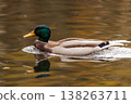 Elegant mallard duck gliding through tranquil waters on a calm autumn day 138263711