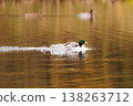 Mallard duck glides gracefully across calm water in a tranquil autumn setting near the serene forest edge 138263712