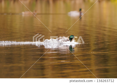 Mallard duck glides gracefully across calm water in a tranquil autumn setting near the serene forest edge Mallard duck glides gracefully across calm water in a tranquil autumn setting near the serene forest edge 138263712