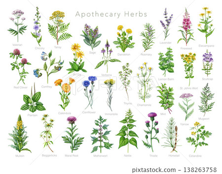 Apothecary herbs set watercolor illustration with detailed botanical realistic style. Ideal for herbal medicine, healthcare, apothecary collection, packaging, prints and natural wellness design 138263758