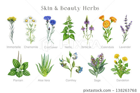 Beauty skin herbs set with lavender, chamomile, calendula, aloe vera, immortelle, sage, cornflower. Hand-painted botanical watercolor for skincare, natural cosmetics, packaging and branding design Beauty skin herbs set with lavender, chamomile, calendula, aloe vera, immortelle, sage, cornflower. Hand-painted botanical watercolor for skincare, natural cosmetics, packaging and branding design 138263768