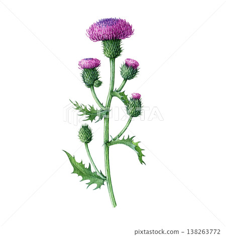 Thistle plant with flowers isolated on white background. Hand drawn thorn watercolor botanical illustration. Blooming thistle element for decoration, floral design, medicinal healthcare packaging 138263772