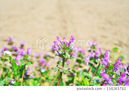抱莖野芝麻(Lamium amplexicaule)的粉紅色花朵(春季,3月) 抱莖野芝麻(Lamium amplexicaule)的粉紅色花朵(春季,3月) 138263782