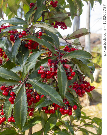 紅花紫金牛(Ardisia crenata)結鮮紅色漿果 紅花紫金牛(Ardisia crenata)結鮮紅色漿果 138263787