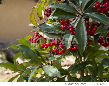 Ardisia crenata bearing bright red berries Ardisia crenata bearing bright red berries 138263788