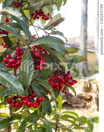 紅花紫金牛(Ardisia crenata)結鮮紅色漿果 紅花紫金牛(Ardisia crenata)結鮮紅色漿果 138263789
