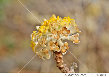 Yellow mitsumata flower (spring, March) 138263881